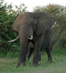 elephant