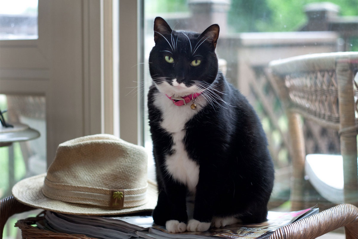 Holmes HB4540 pet possession 072326