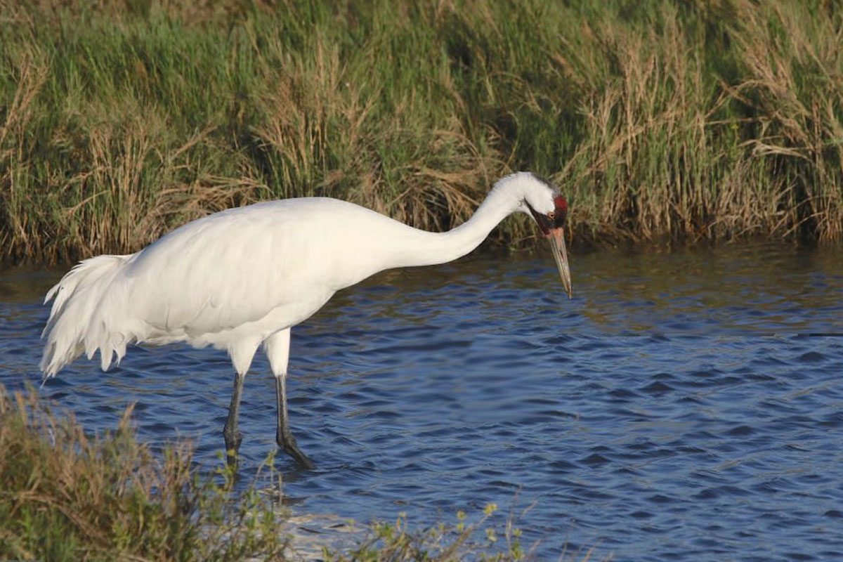 LH OSLAD KaneCo crane 012726