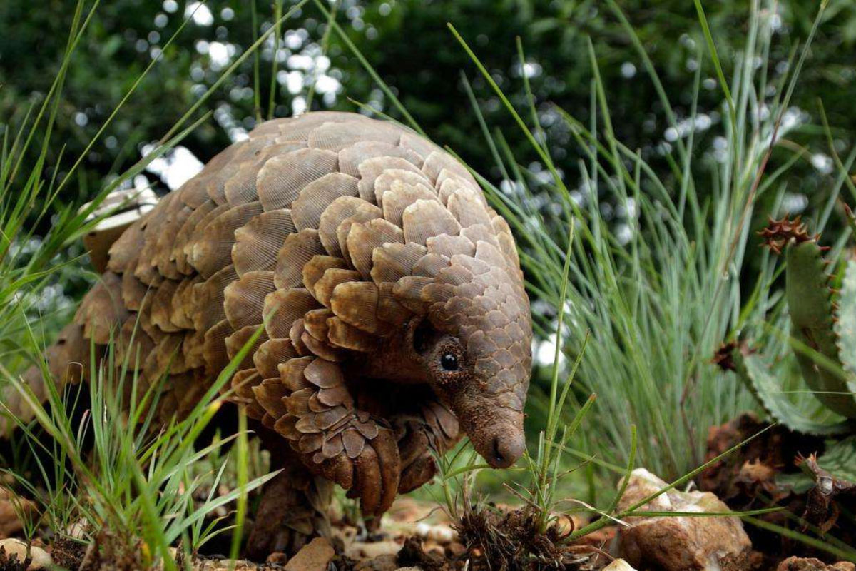 holmes pangolin 050721